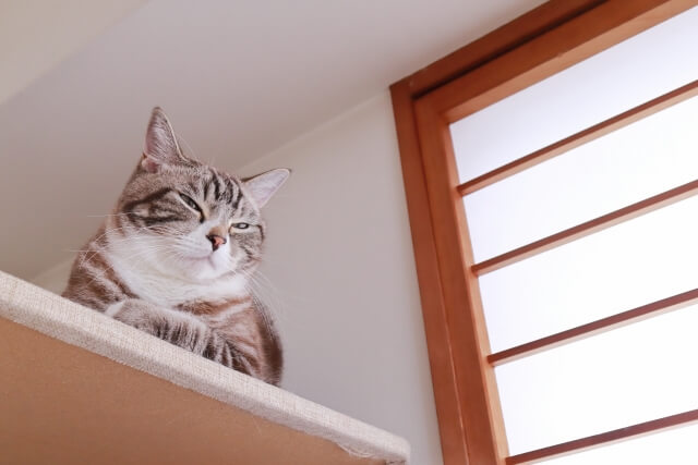 上から見下ろす猫