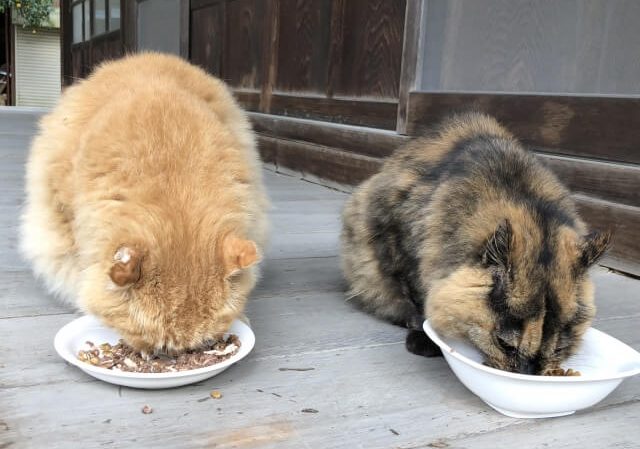 猫　餌を食べている