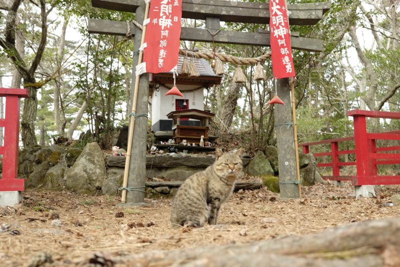 日本猫