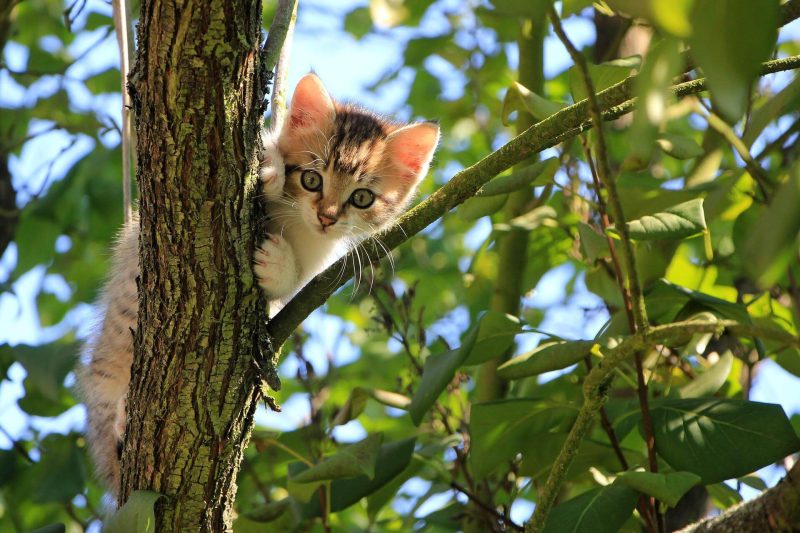 子猫　木の上