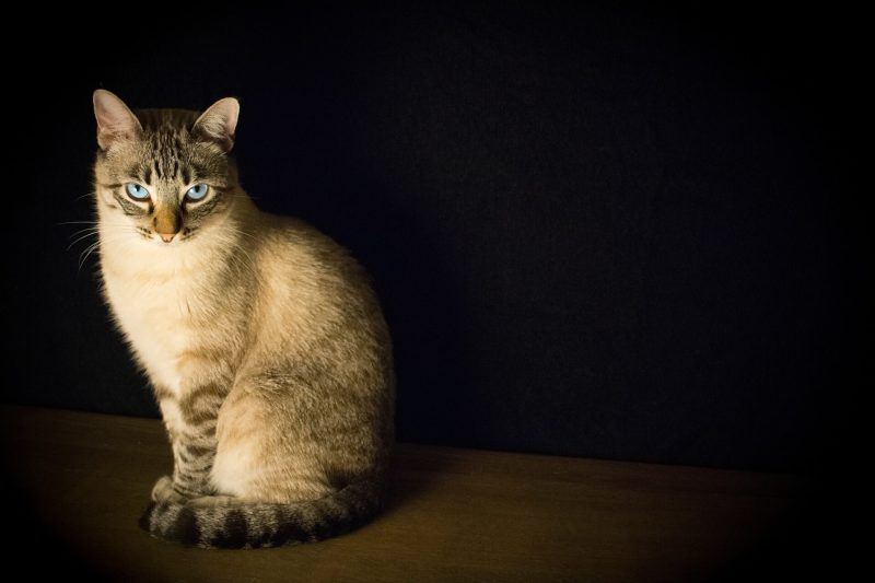 猫の環境エンリッチメント　暗闇の中の猫