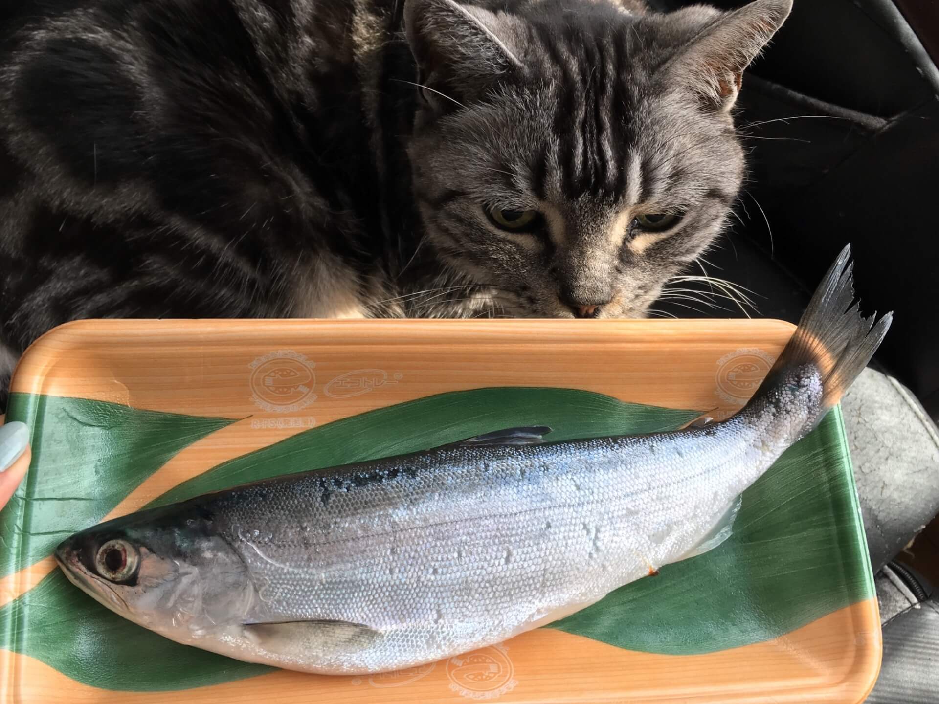 猫のおやつウェット　魚を見る猫