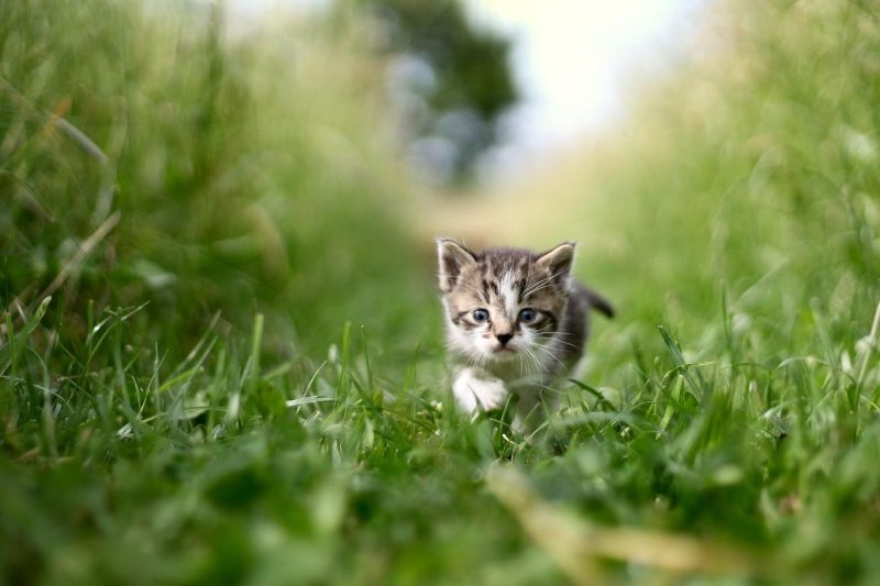 草むらで歩く子猫