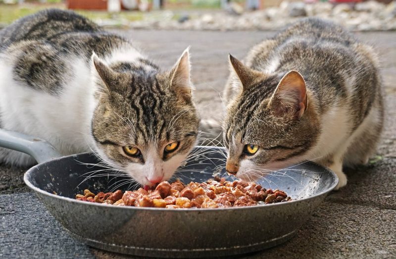 猫　二人で食事