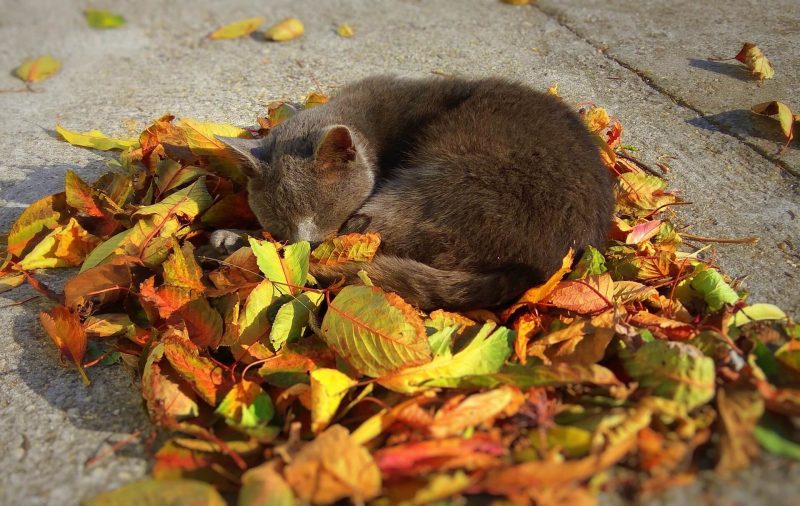 秋　子猫　枯れ葉で寝てる