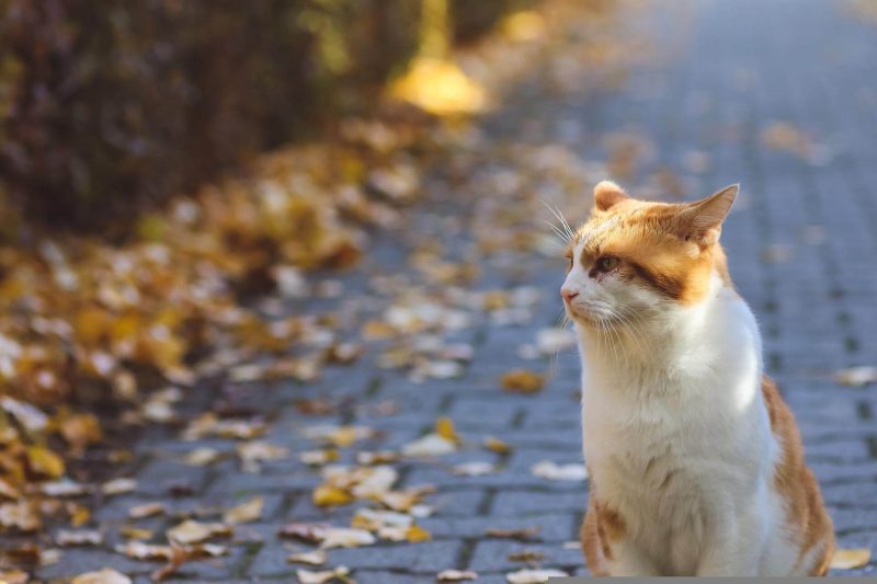 秋　猫　道で遠くを見てる