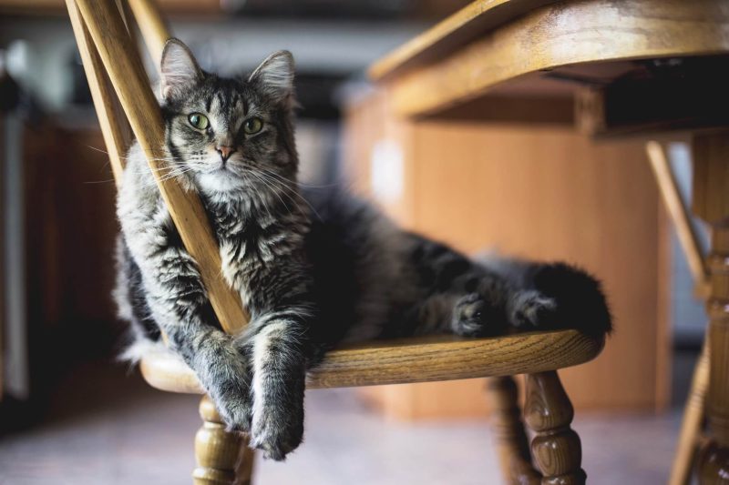 猫カビ_椅子に座る猫