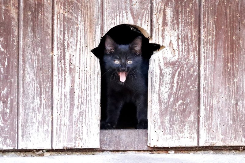 ビックリ黒猫