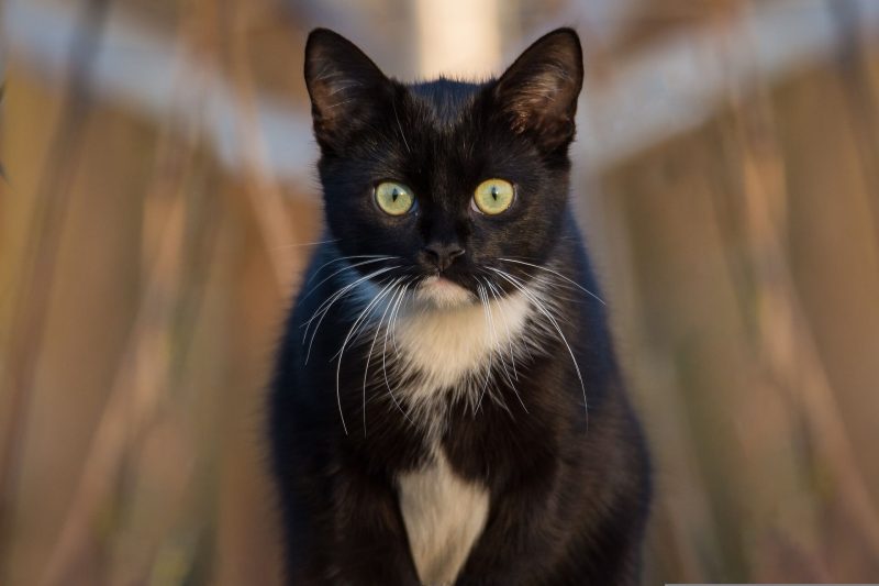 秋　猫　膀胱炎　こっちを見てる黒猫
